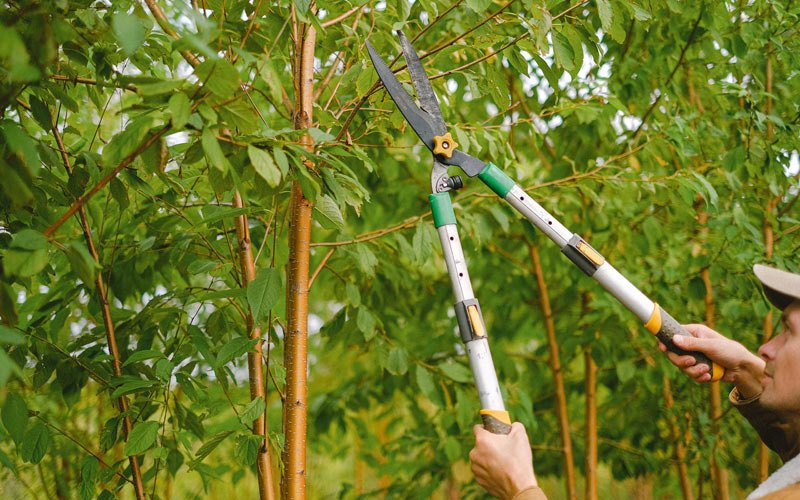 Tree trimming in Golden Meadow, LA